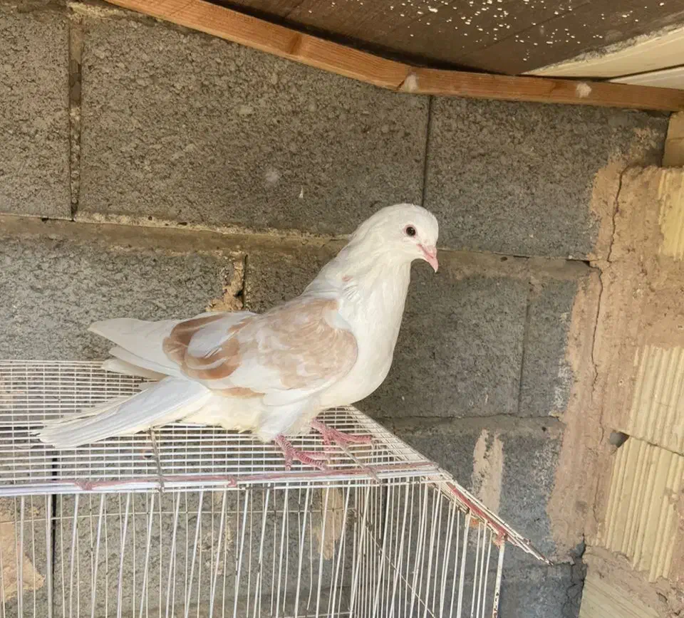 کبوتریرانی|پرنده|میناب, |دیوار