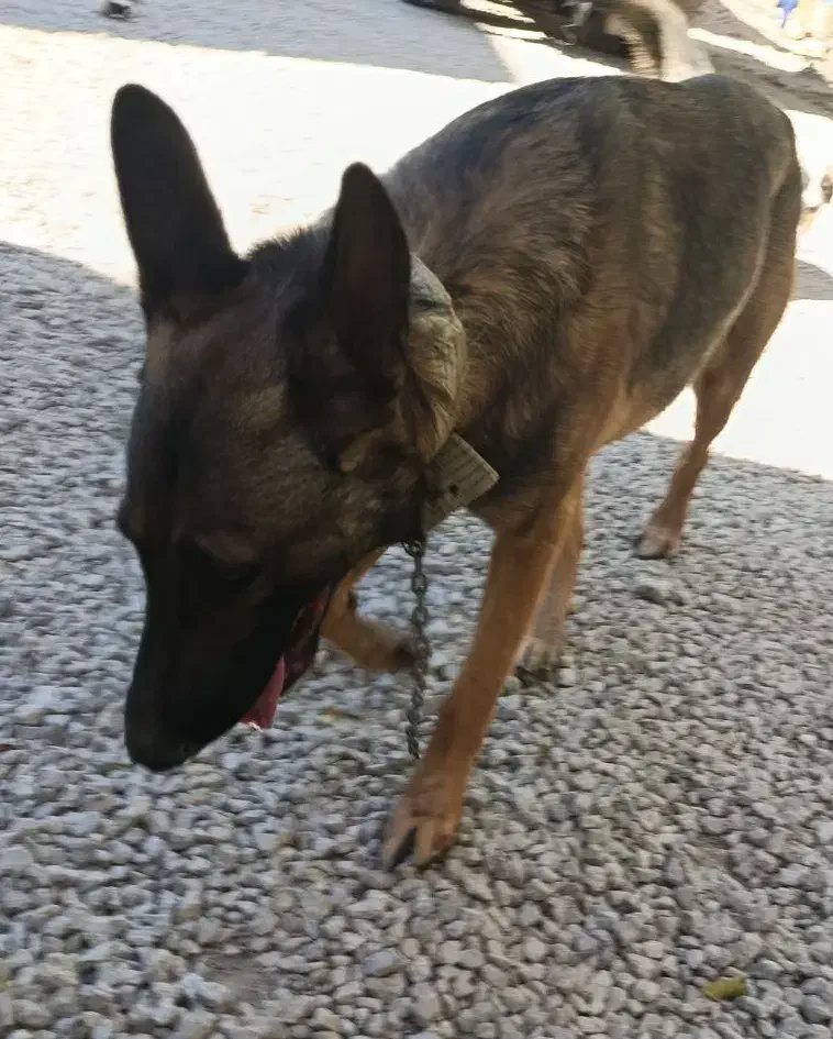 سگ خارجی|سگ|بلداجی, |دیوار