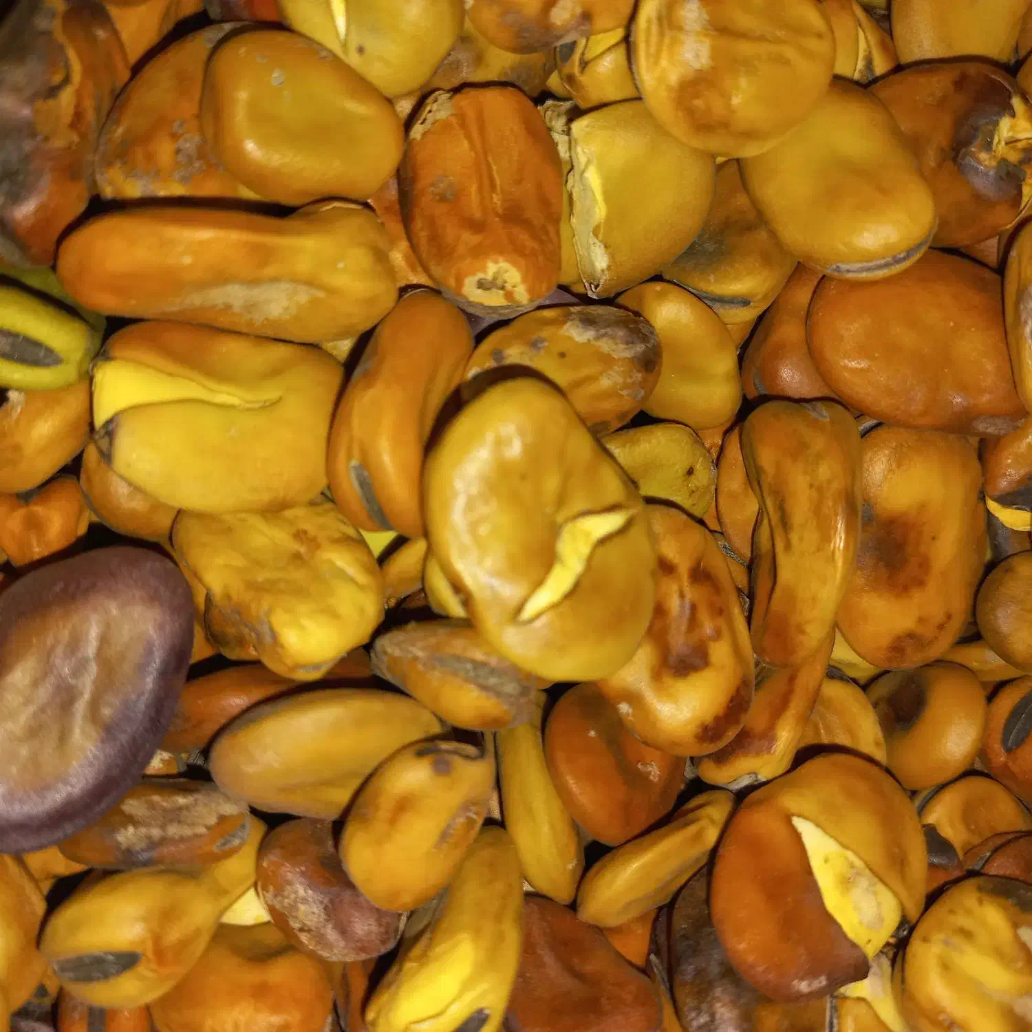 باقلای مخصوص پخت|خوردنی و آشامیدنی|نوکنده, |دیوار