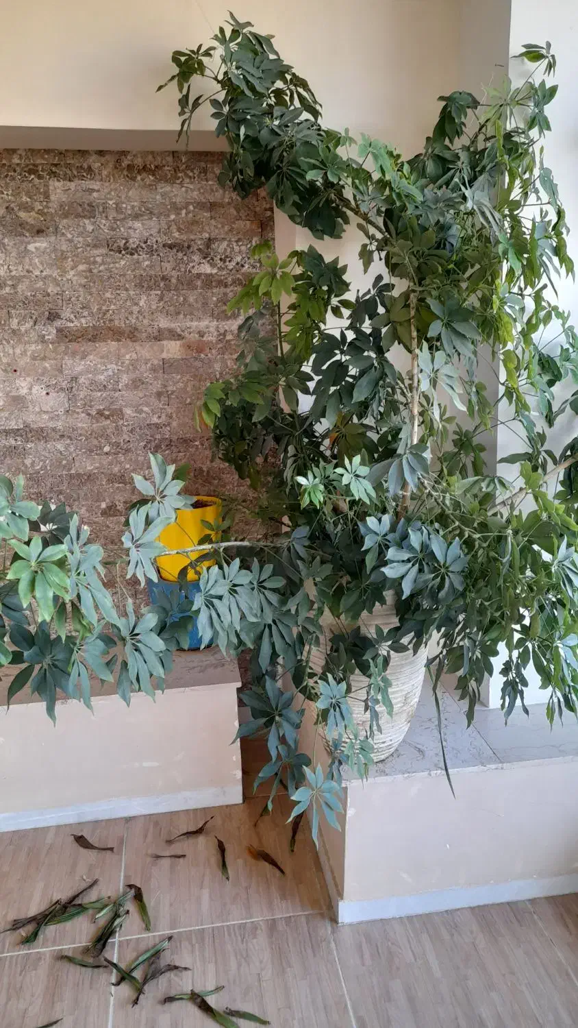 گل طبیعی و خانگی|گل و گیاه طبیعی|اشنویه, |دیوار