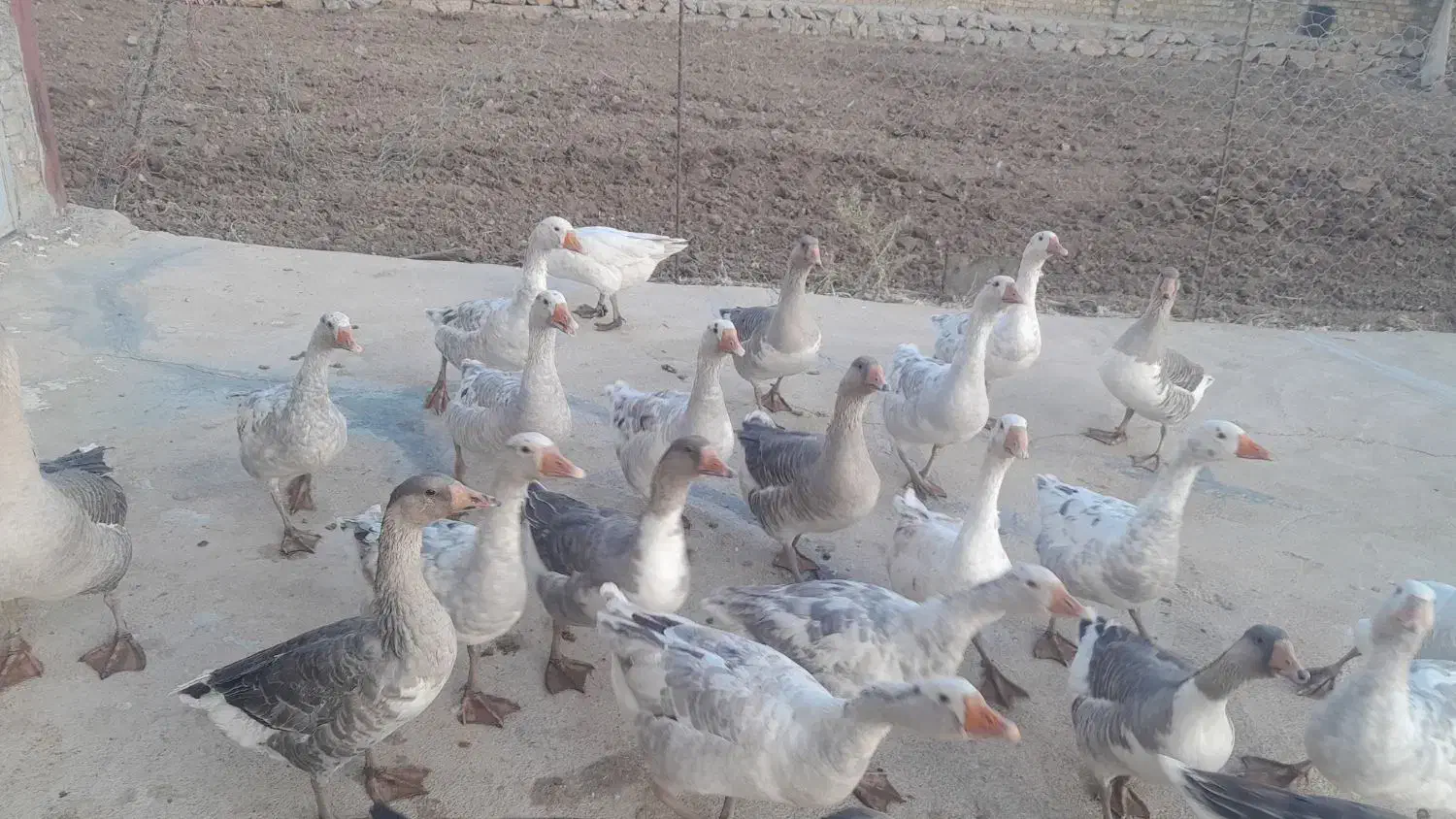 غازدورگه زیرقیمت|حیوانات مزرعه|بیرانوند, |دیوار