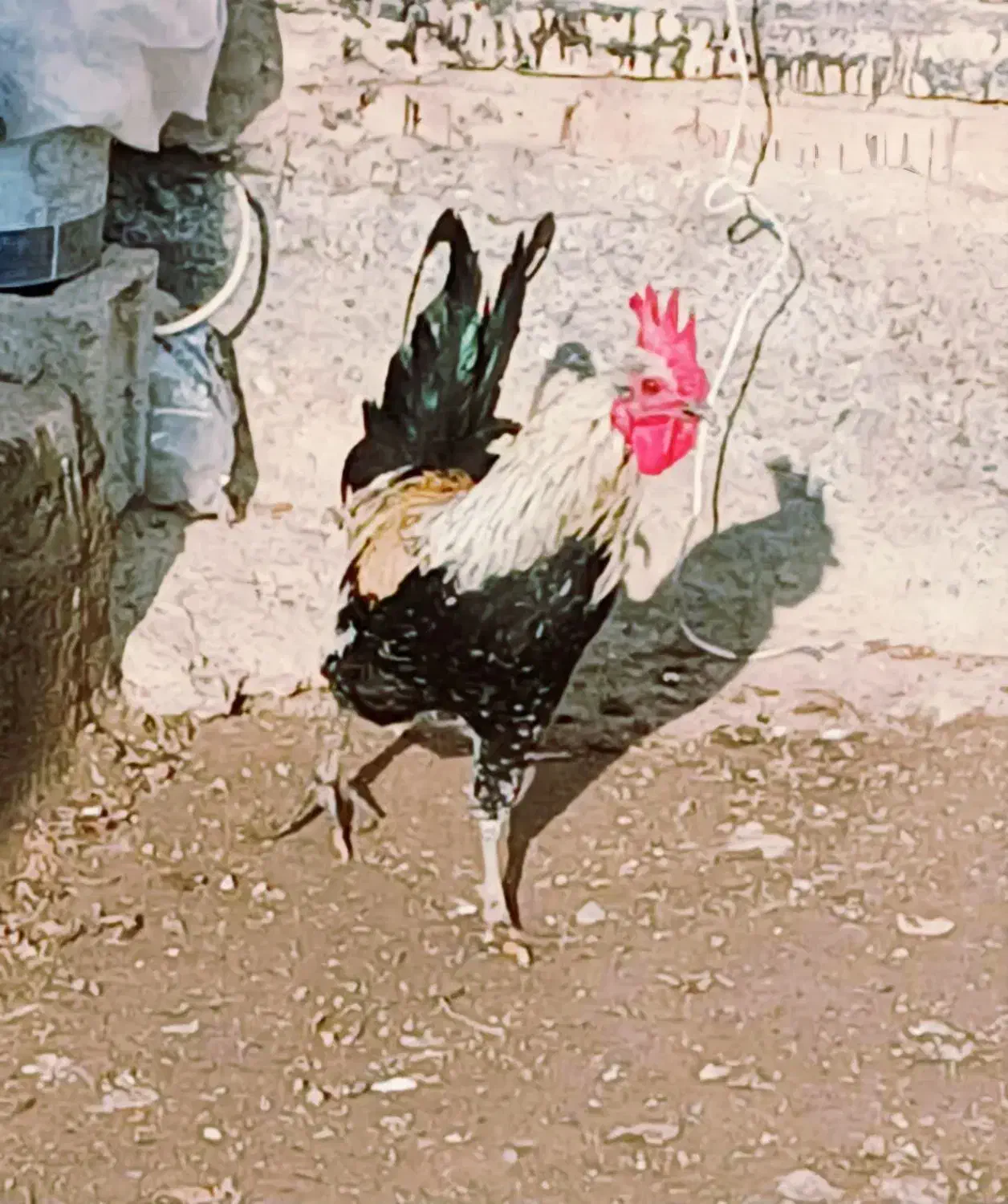 مرغ وخروس لری عشایری|حیوانات مزرعه|قشلاق دشت, |دیوار