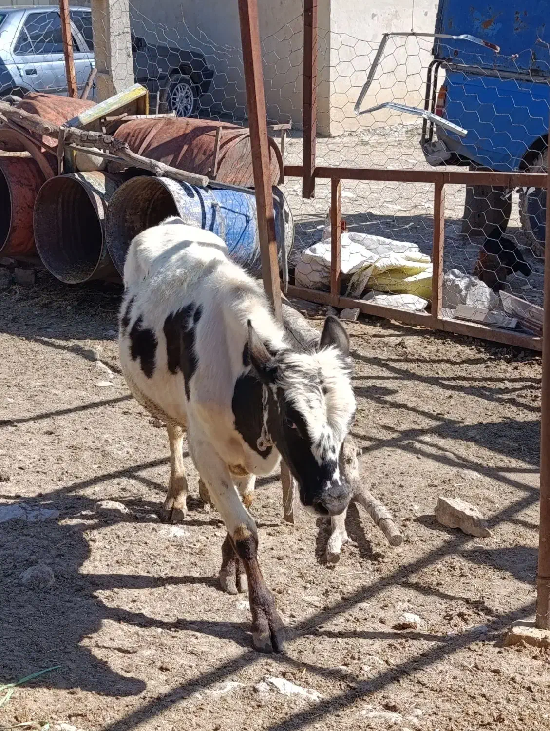 دام|حیوانات مزرعه|خرم‌آباد, |دیوار