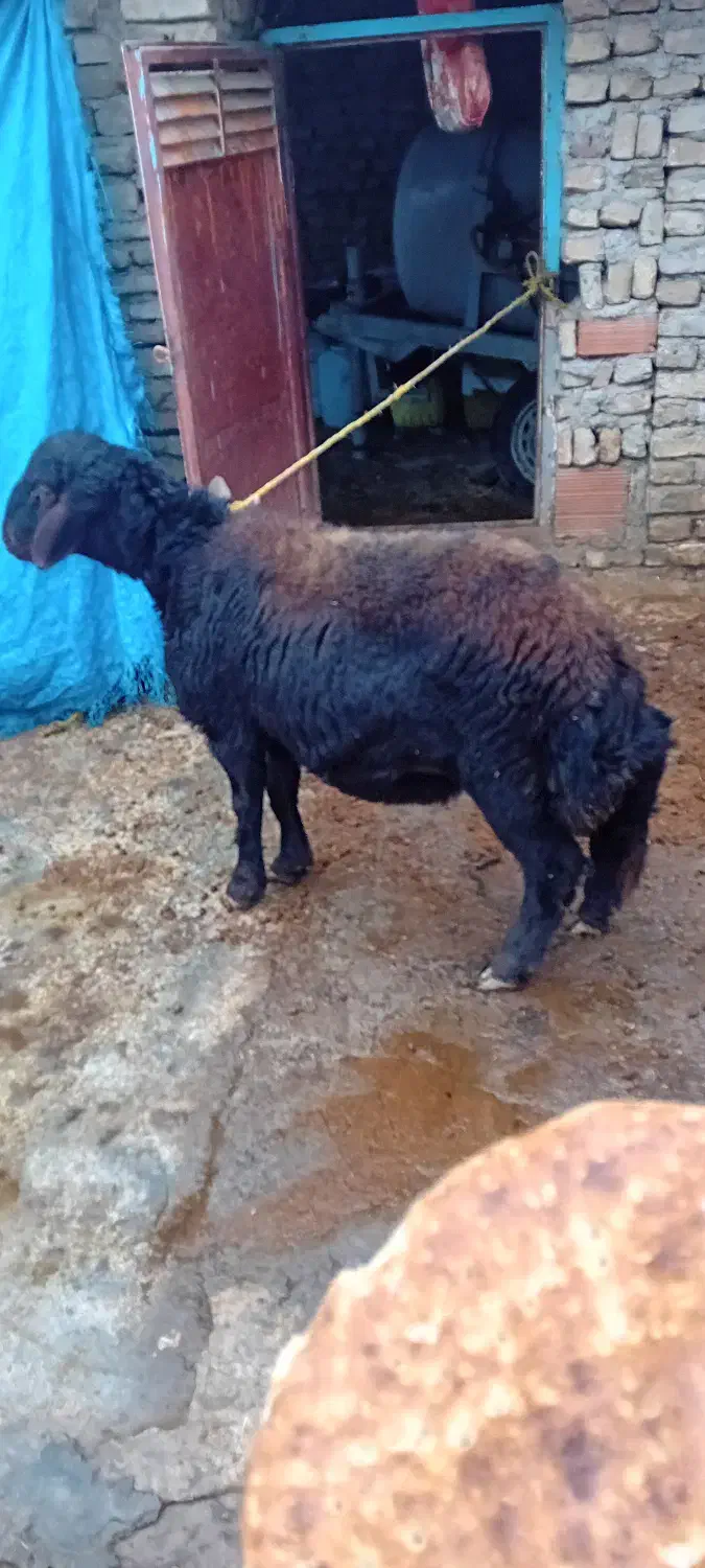 بره|حیوانات مزرعه|گرگان, |دیوار