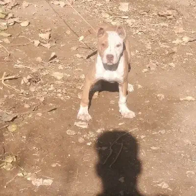 توله پیتبول|سگ|تربتحیدریه, پائین ولایت|دیوار