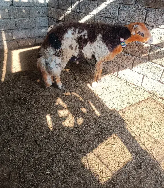 گوسقند.قوچ نر تخمی بروجردی|حیوانات مزرعه|طبقده, |دیوار