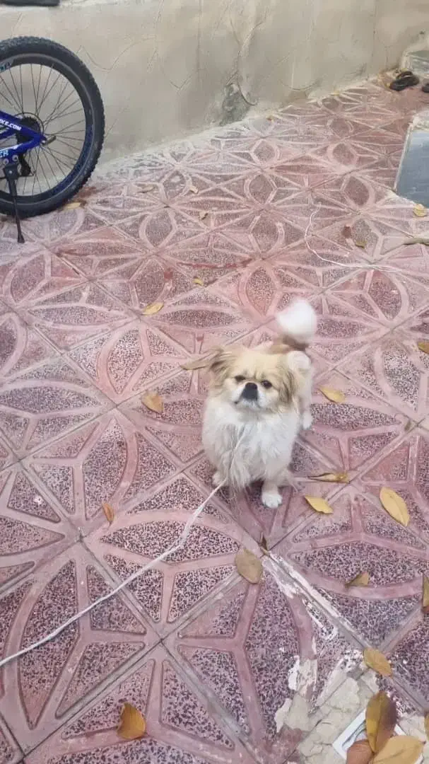 پاکوتاه نر|سگ|اهر, |دیوار