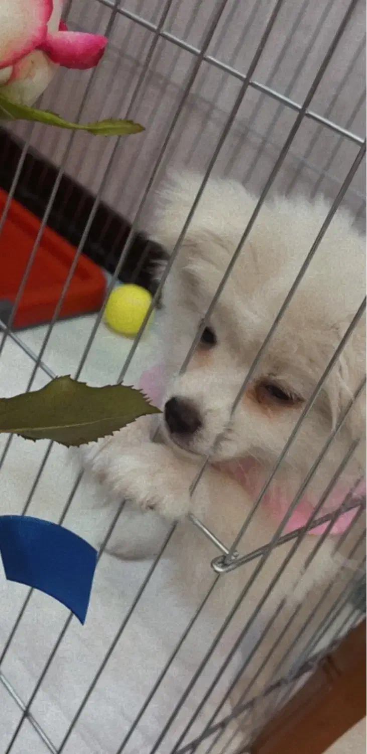 پامر|سگ|مشهد, هدایت|دیوار