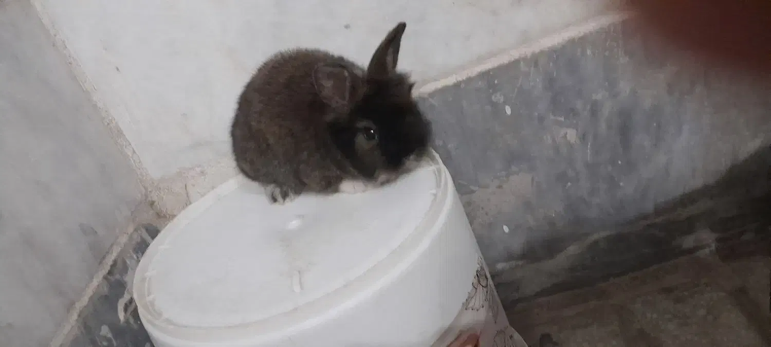 بچه خرگوش لوپ|موش و خرگوش|سبزوار, پاسداران|دیوار