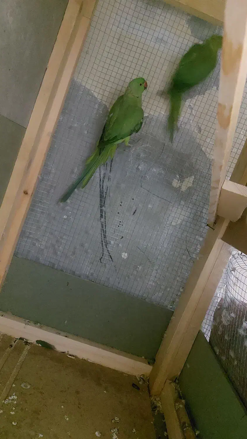 طوطی جفت ملنگو|پرنده|قشم, |دیوار