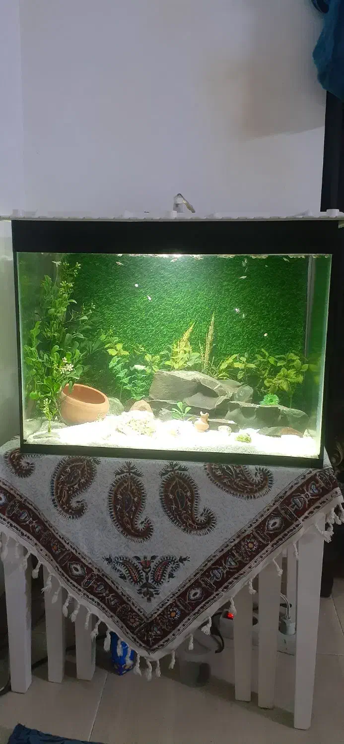 آکواریوم|ماهی|قدس, شهرقدس|دیوار