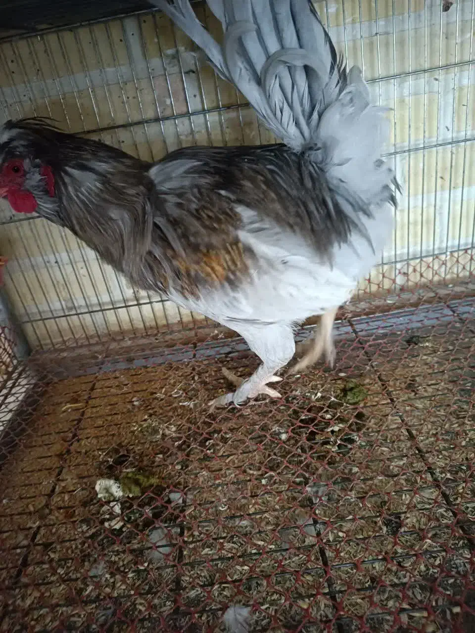 خروس محلی|حیوانات مزرعه|هشتگرد, شهرک وحدت|دیوار