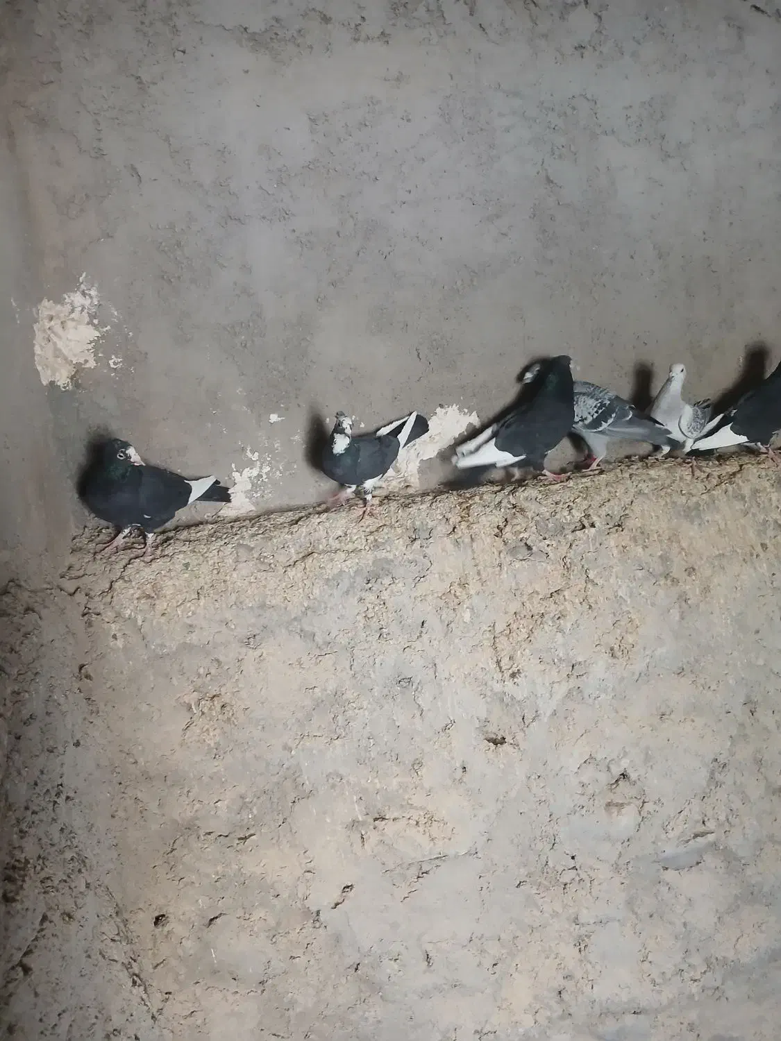 کبوتر سیاه پلنگ|پرنده|بافت, |دیوار