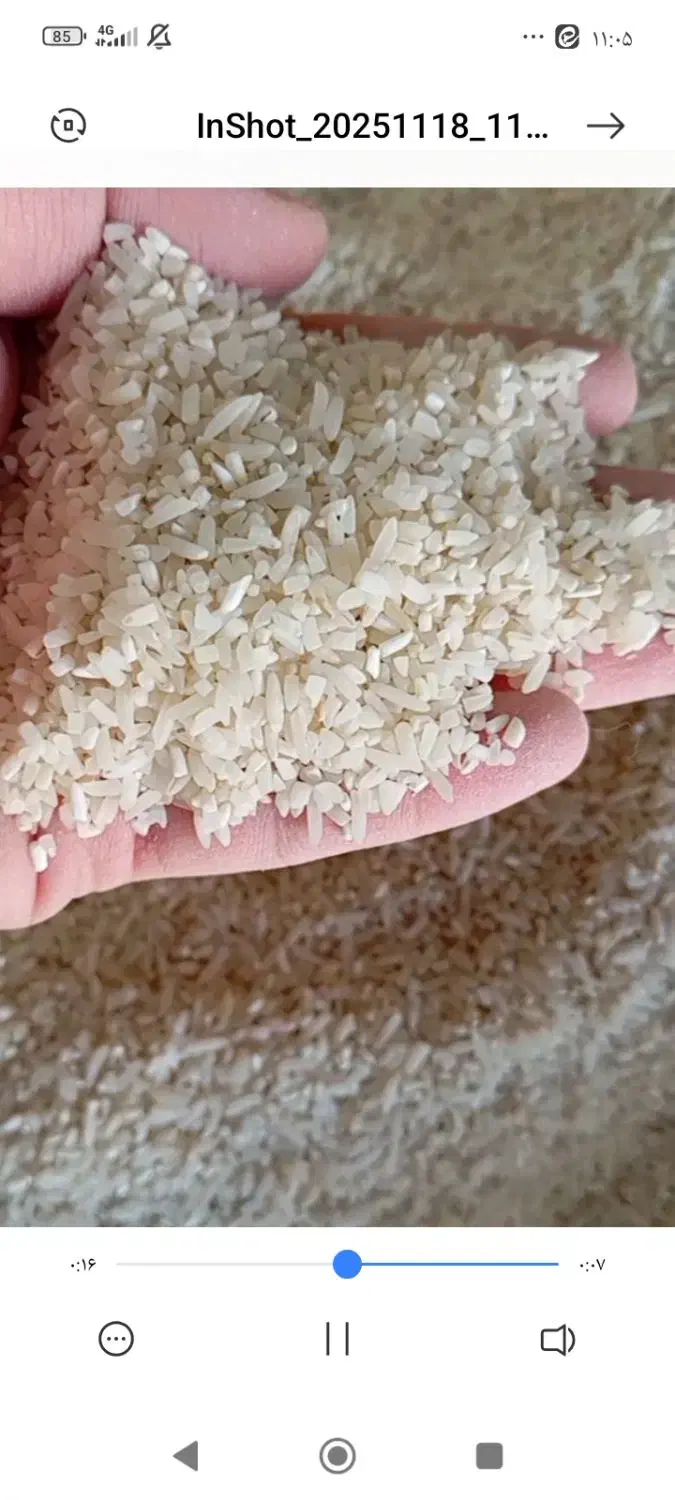 برنج اصیل گلستان|خوردنی و آشامیدنی|قزوین, |دیوار