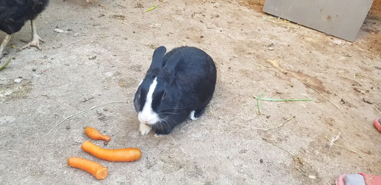 فروش خرگوش|موش و خرگوش|بندر گناوه, |دیوار