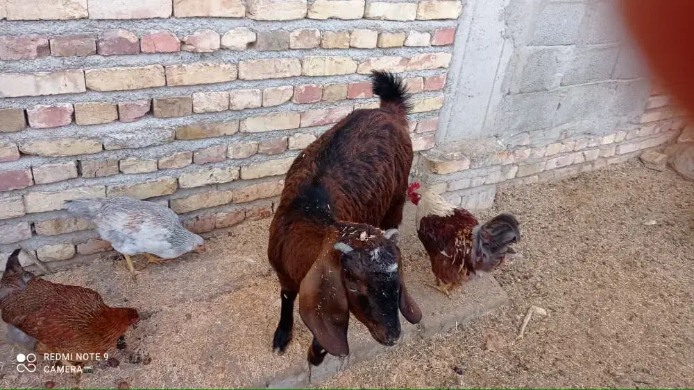 گتاچ آبسه دوقلو زا وی شیر ده معاوضه با تروشت وپاچن|حیوانات مزرعه|سراوان, |دیوار