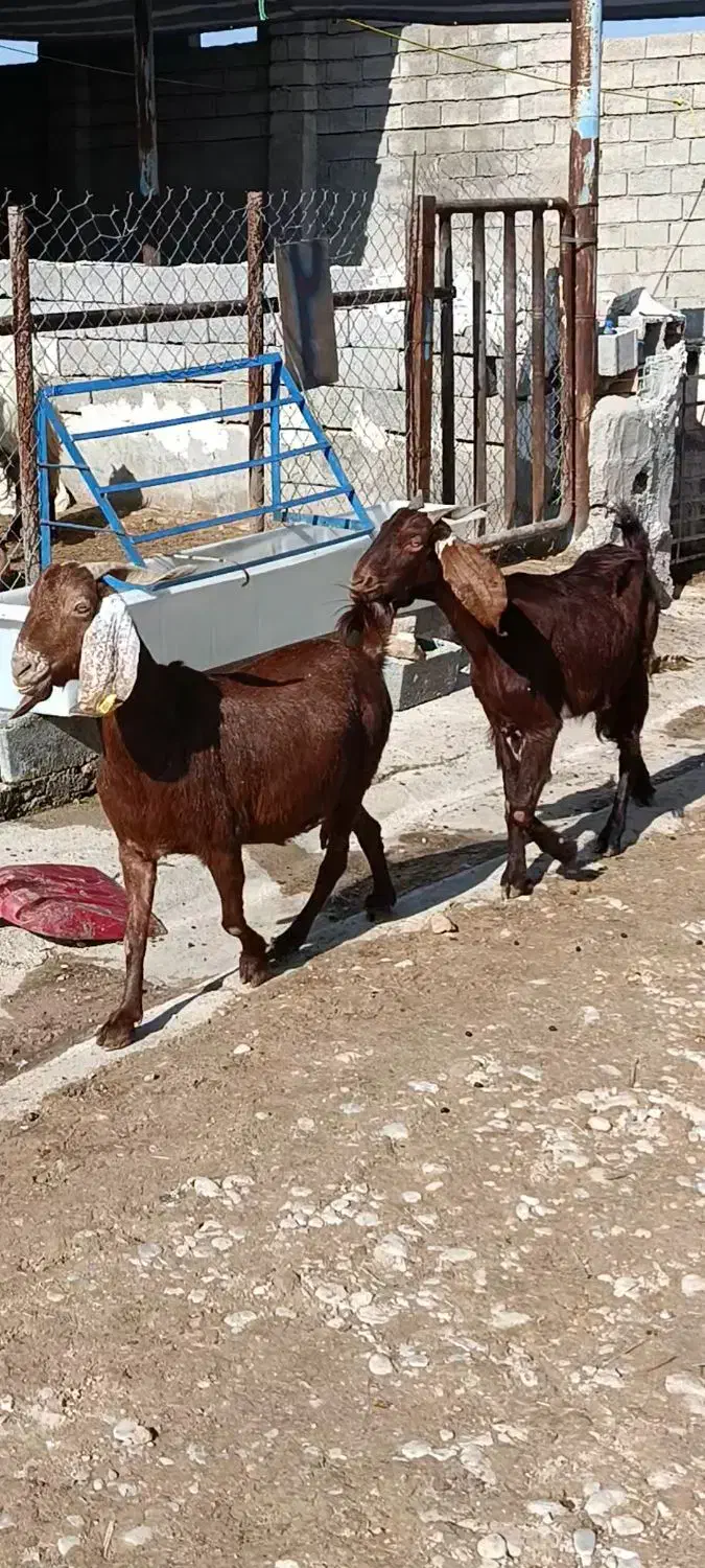 بز پاکستانی|حیوانات مزرعه|بهبهان, |دیوار