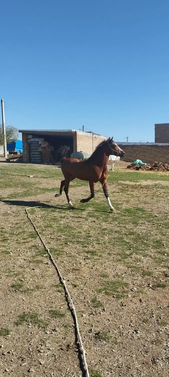 اسب کرد|اسب و تجهیزات اسبسواری|بیلوار, |دیوار