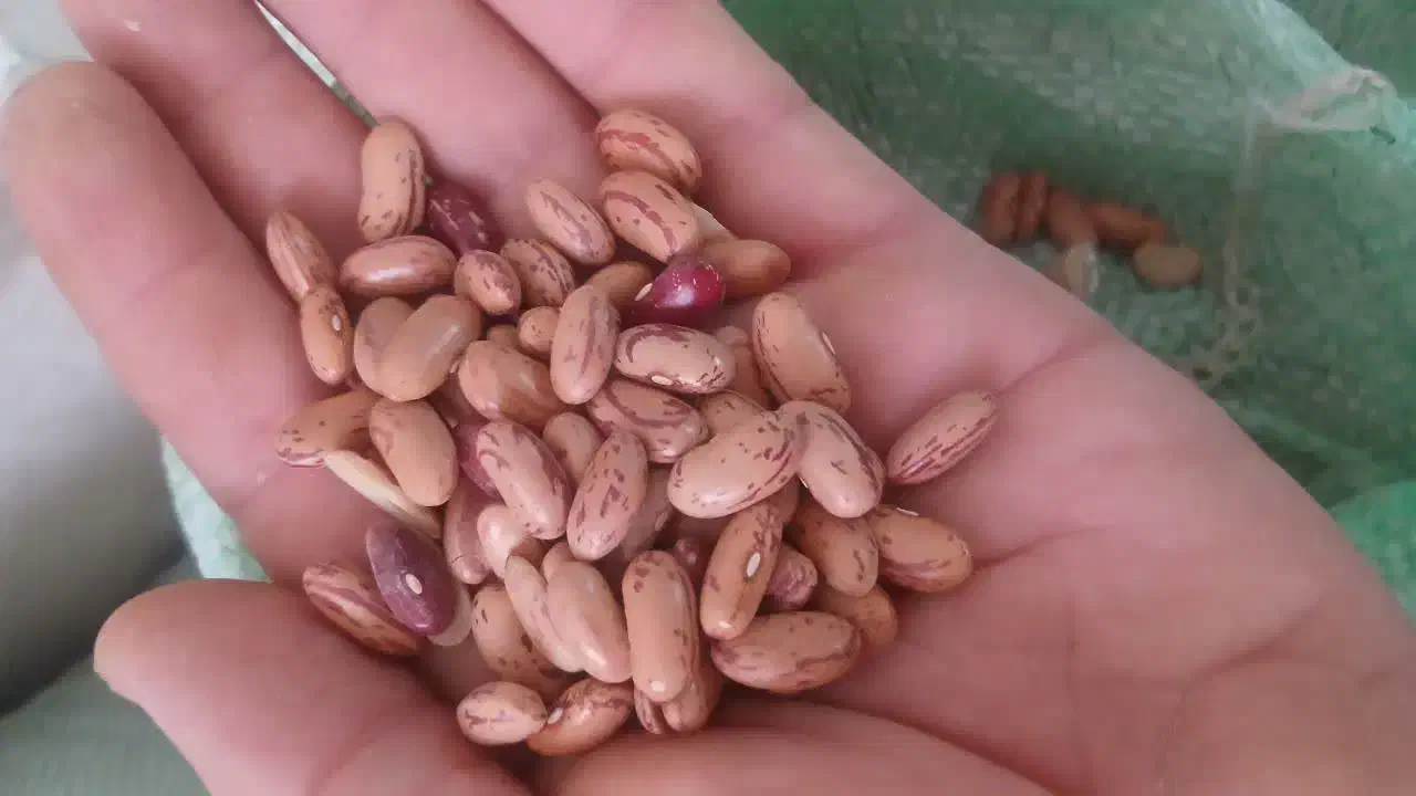لوبیا چیتی|خوردنی و آشامیدنی|تهران, دهم فروردین|دیوار