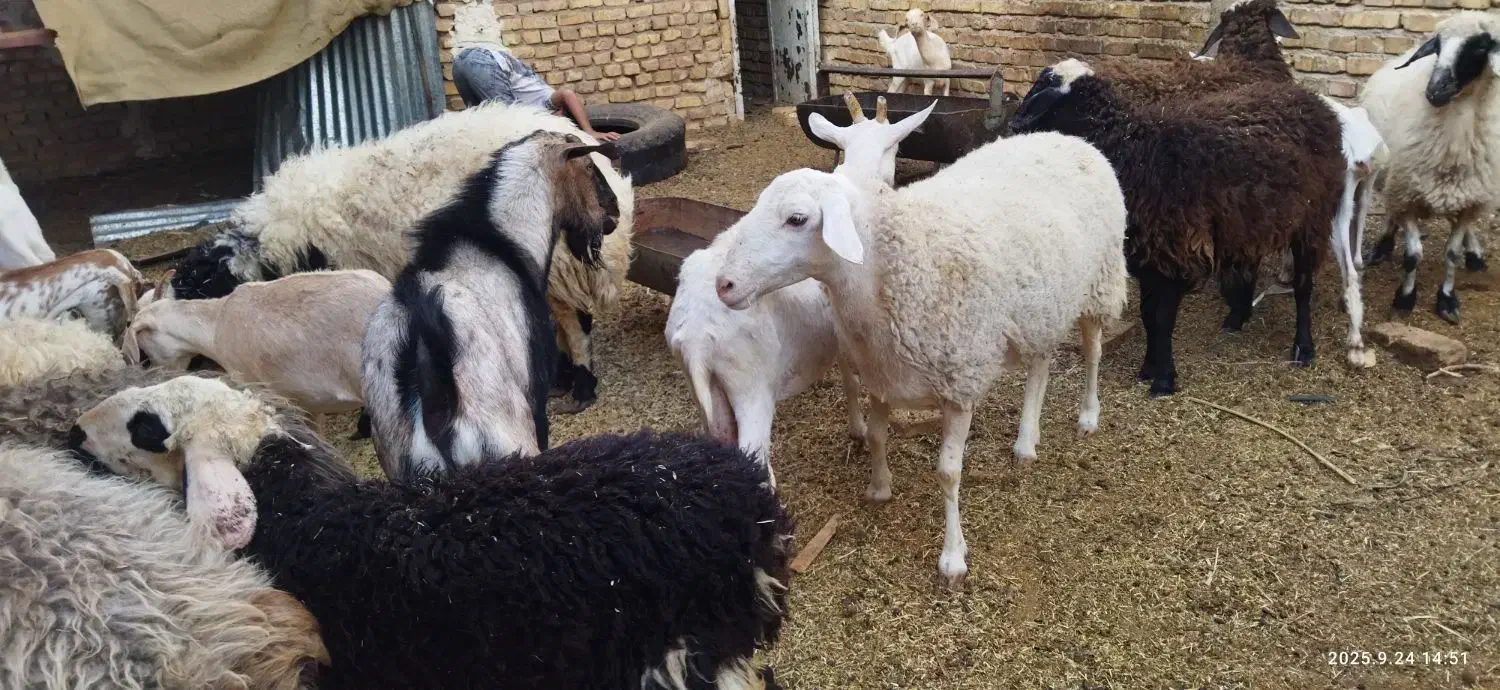 میش لاکن وشال وافشاروبره چاق دورگ غزل|حیوانات مزرعه|اردکان, |دیوار