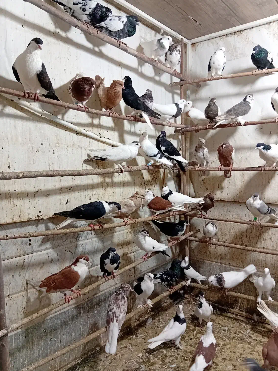 کفتر|پرنده|قم, کلهری|دیوار