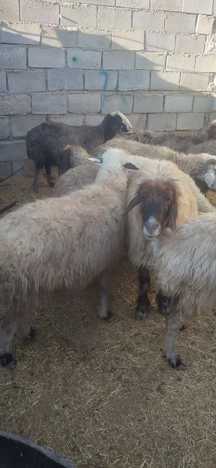 ۱۸راس میش ترکی ودورگ جفتی ۲۸۵۰۰۰۰۰|حیوانات مزرعه|بهمن صغاد, |دیوار