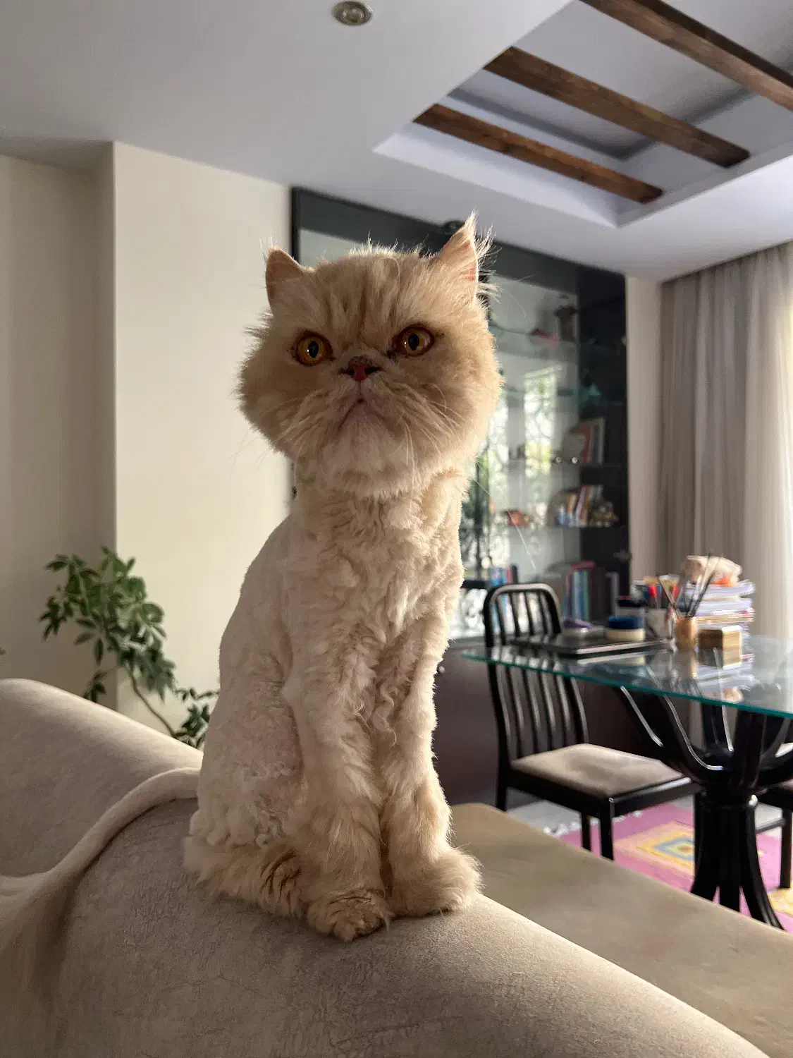 گربه‌ گمشده|حیوانات|تهران, شهرک غرب|دیوار