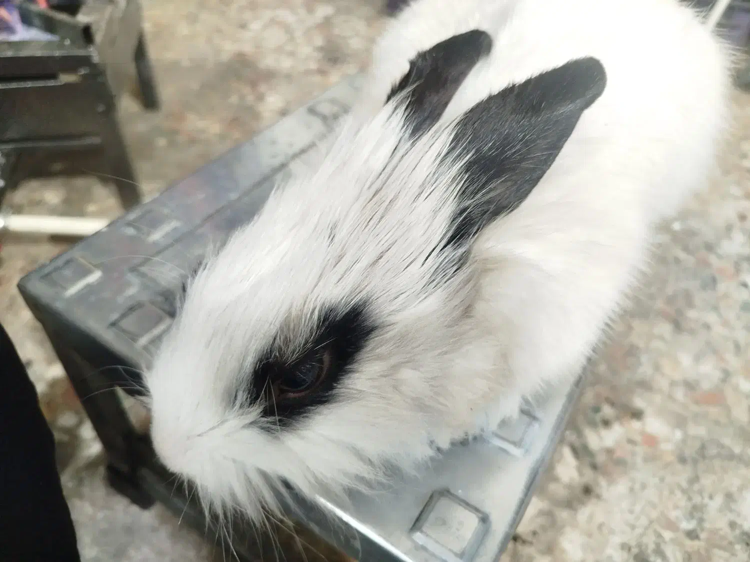 خرگوش|موش و خرگوش|شهریار, شهریار|دیوار