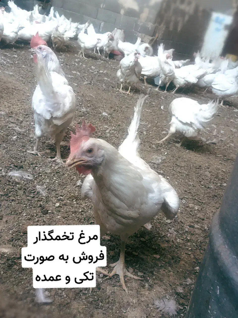 مرغ تخمگذار|حیوانات مزرعه|قم, دورشهر|دیوار