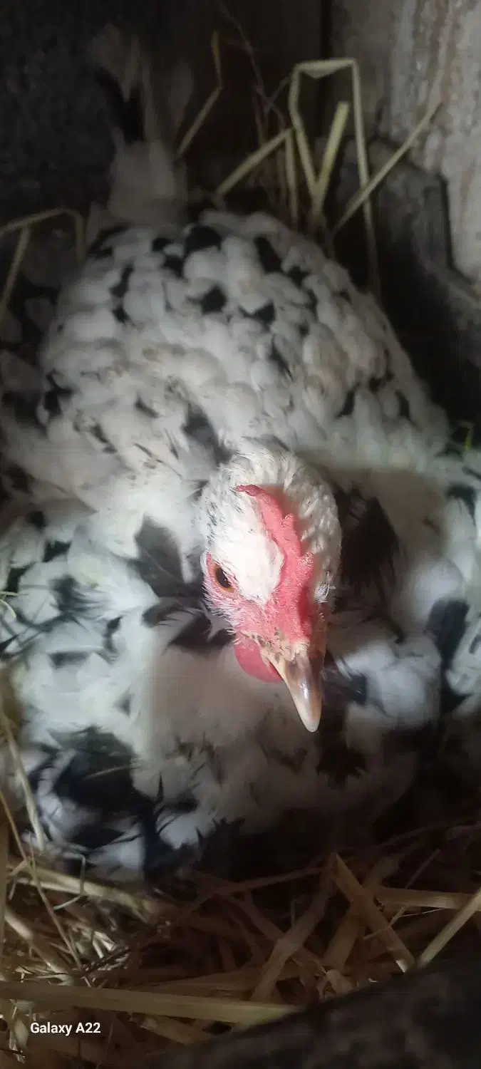 فروش مرغ گلین کرچ|حیوانات مزرعه|شفت, |دیوار