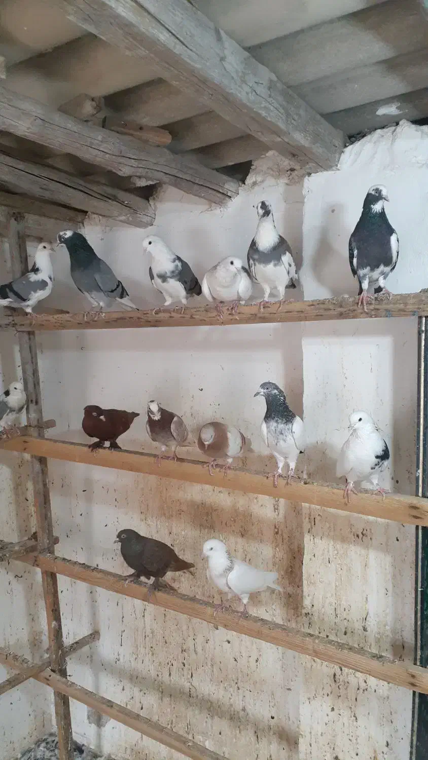 کبوتر   ‌.  شازده|پرنده|قشم, |دیوار