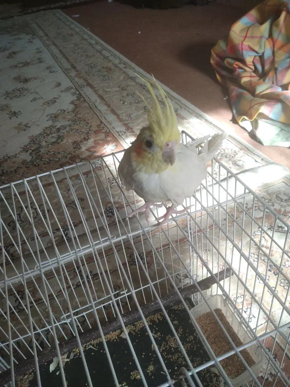 عروس هلندی|پرنده|سبزوار, توحیدشهر|دیوار