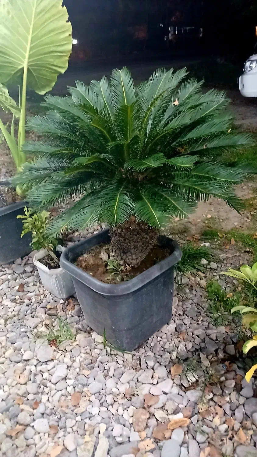 سیکاس خاص ۴۰ ساله|گل و گیاه طبیعی|رشت, حافظ آباد|دیوار