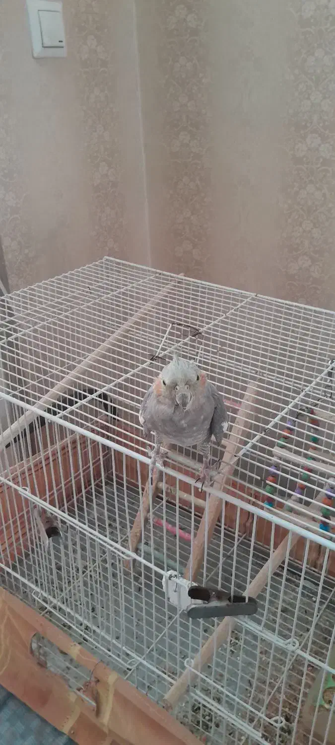 عروس هلندی مادهداماده|پرنده|گلبهار, شهر جدید گلبهار|دیوار