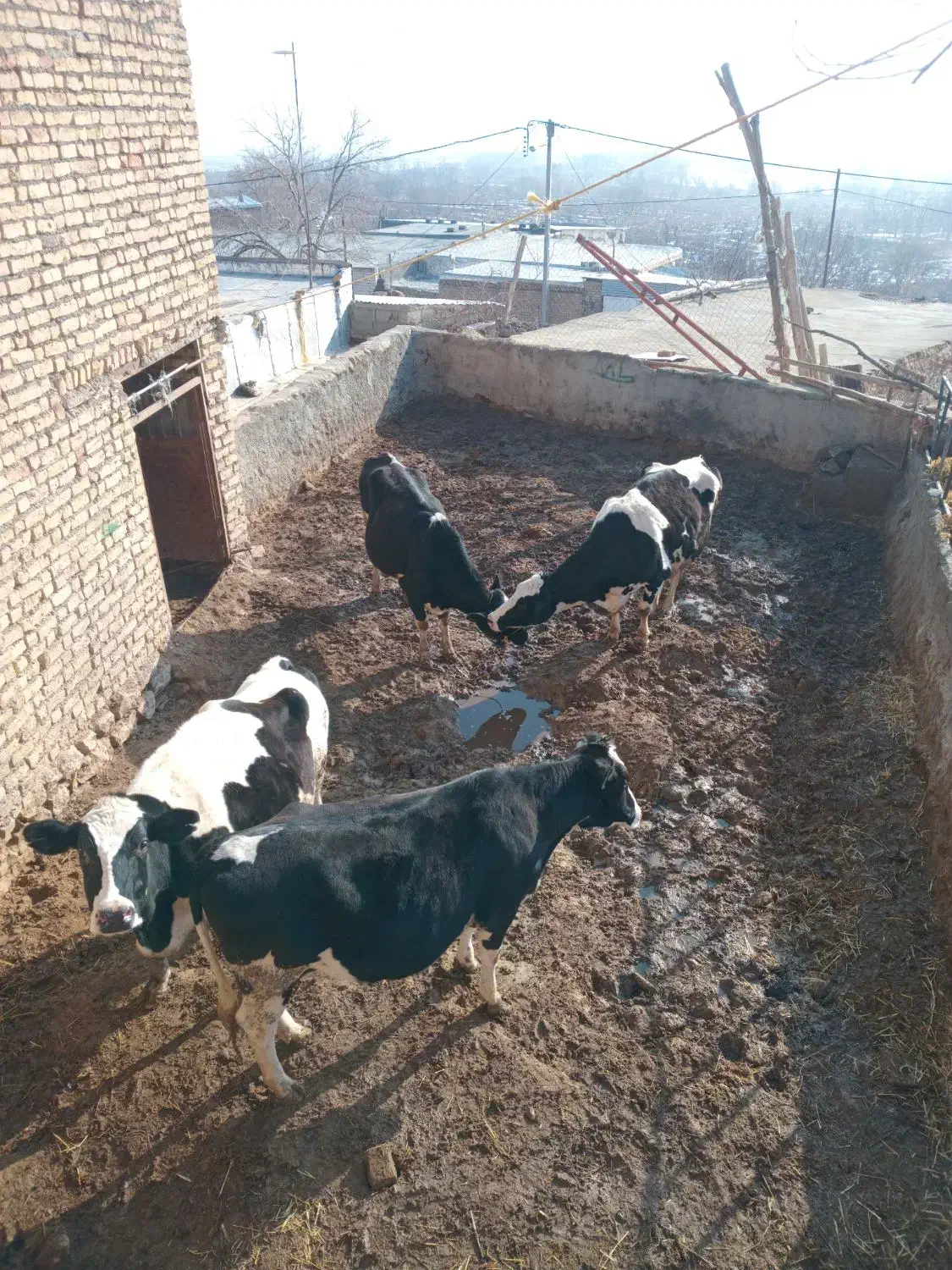 گاوای شیری|حیوانات مزرعه|شیروان (خراسان), |دیوار