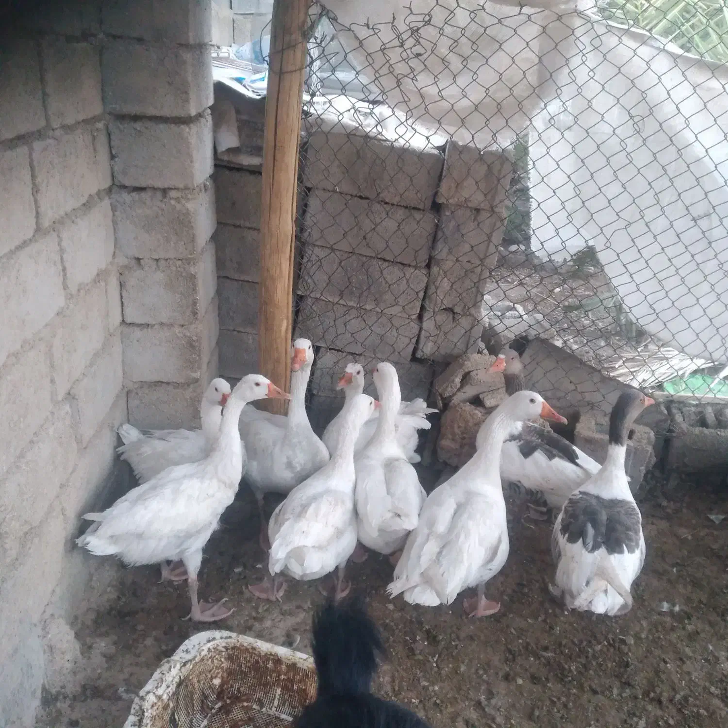 قاز. محلی جوان|حیوانات مزرعه|بهبهان, |دیوار