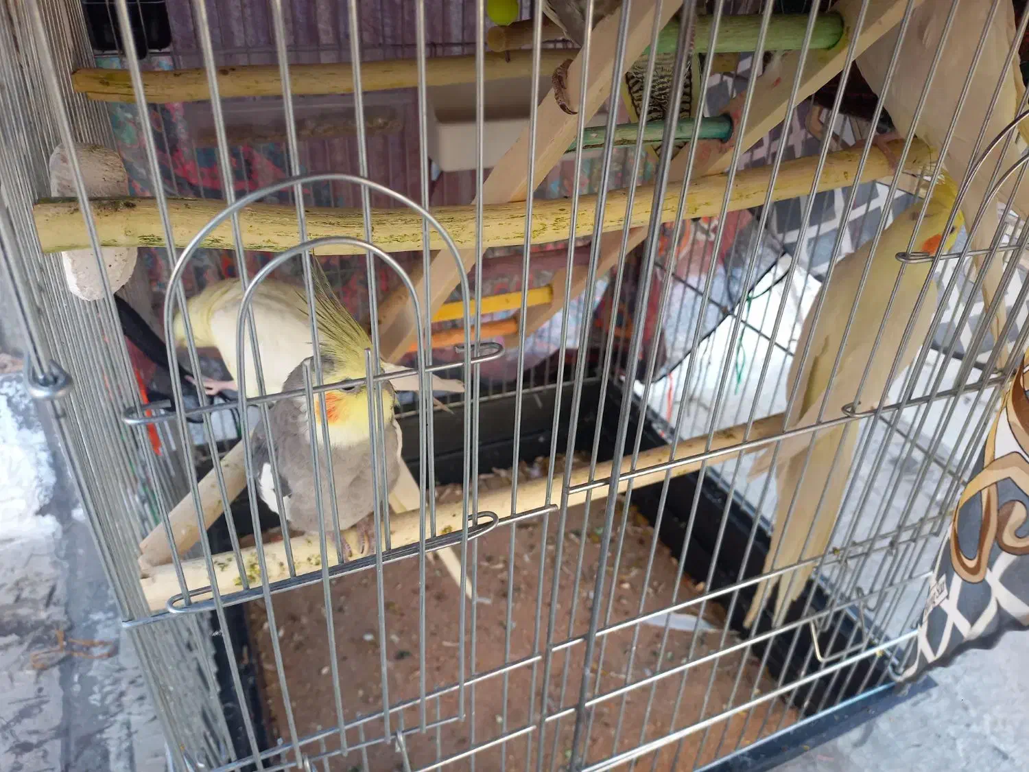 عروس هلندی|پرنده|زرندیه, |دیوار