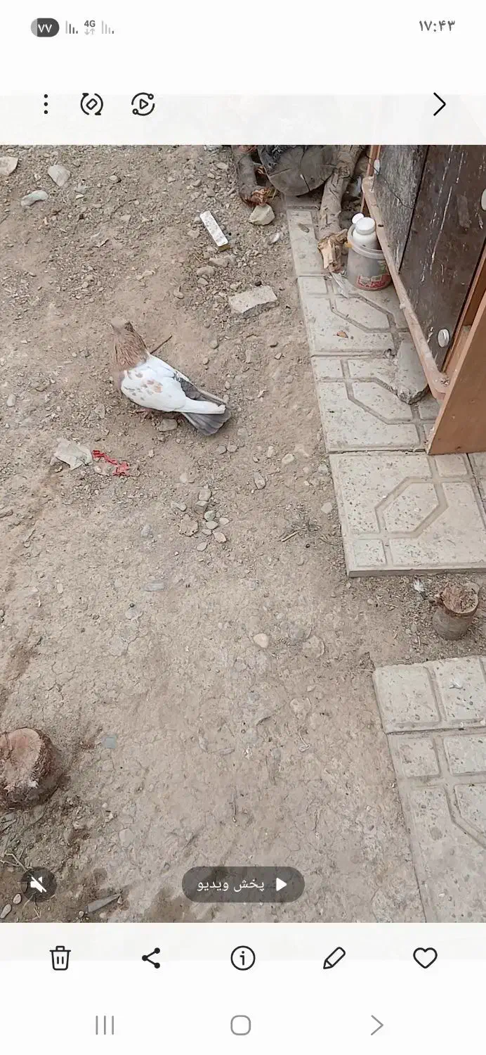 کبوتر فروشی|پرنده|شیروان (خراسان), |دیوار