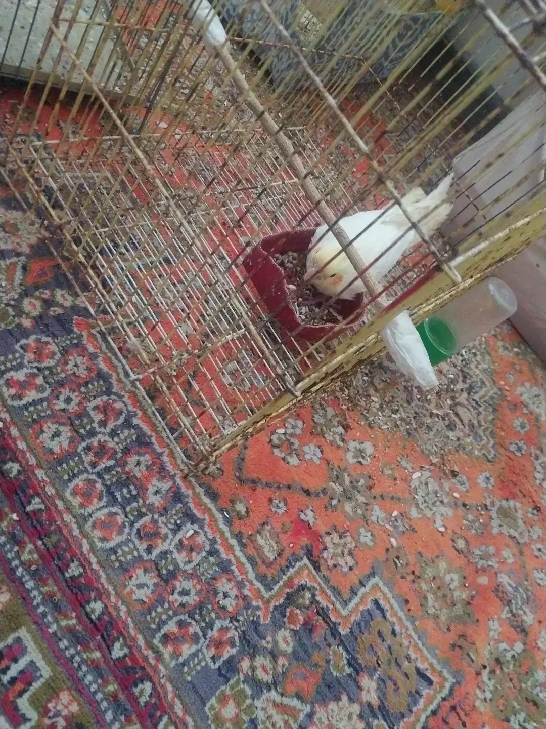 عروس هلندی|پرنده|چاه ورز, |دیوار