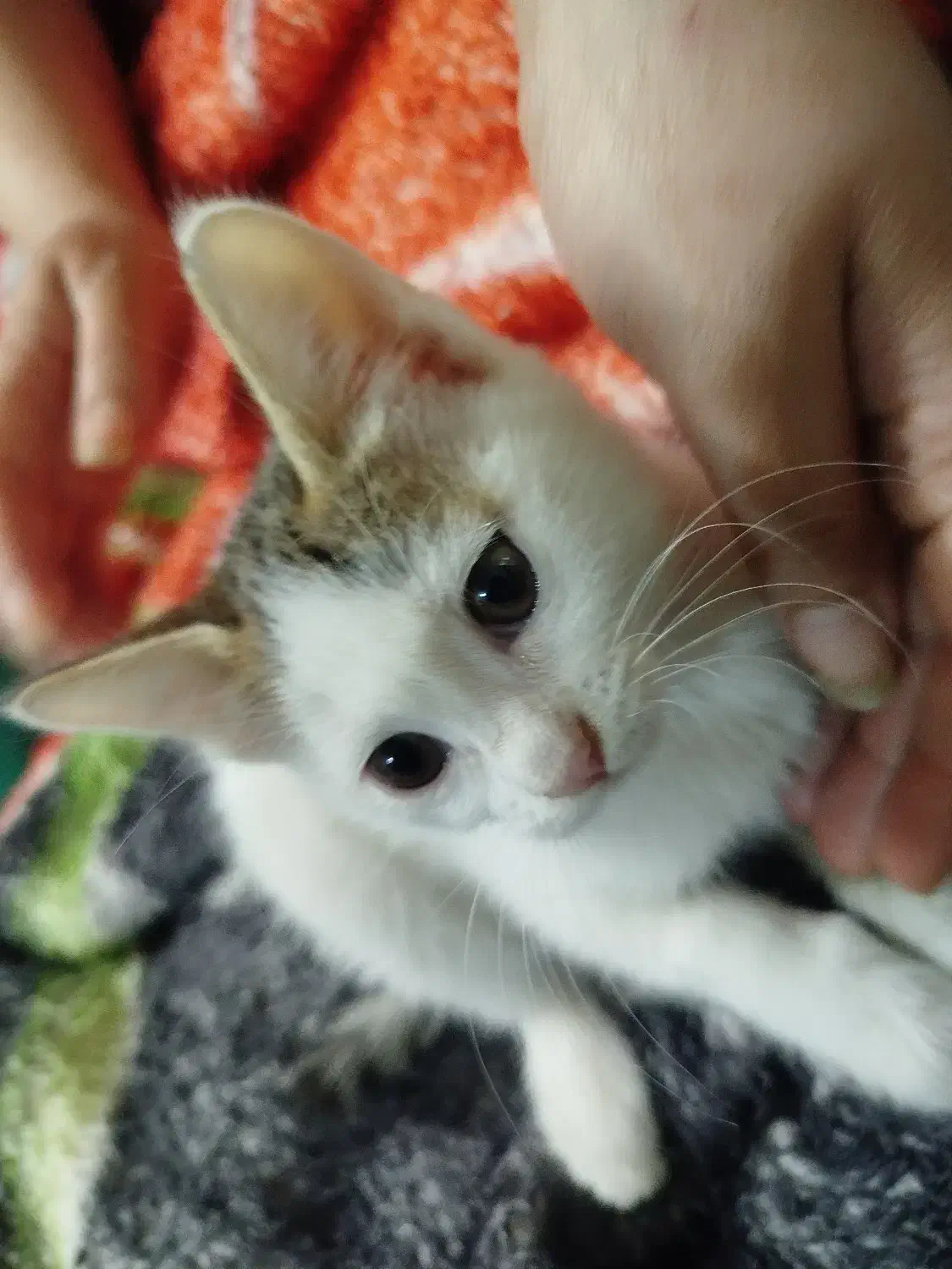 بچه گربه سه ماهه سفید|گربه|زابل, |دیوار