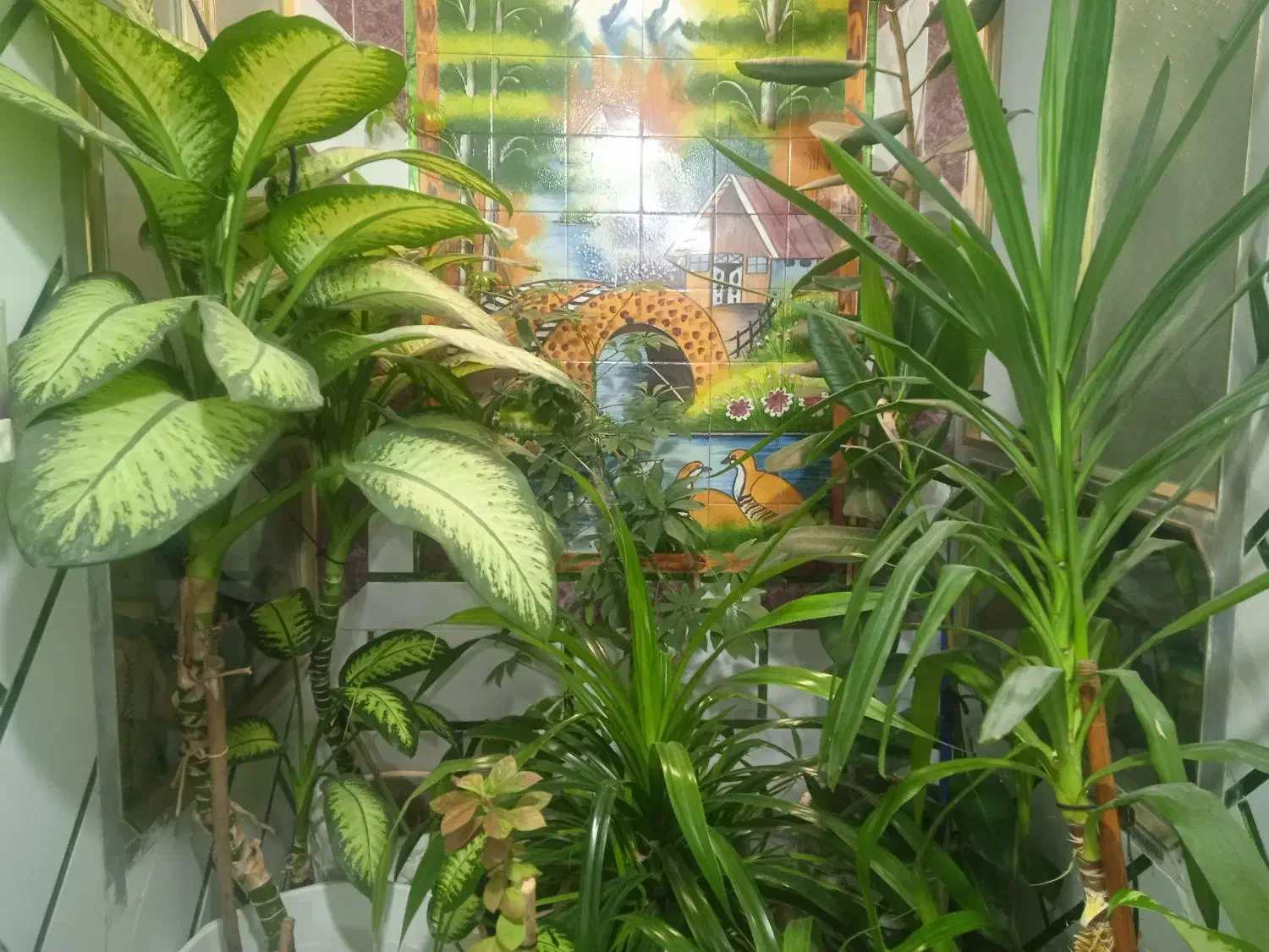 گل های طبیعی زیبا|گل و گیاه طبیعی|دهدشت, |دیوار