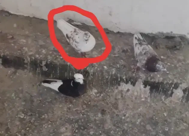 گمشده|حیوانات|جوادآباد, |دیوار