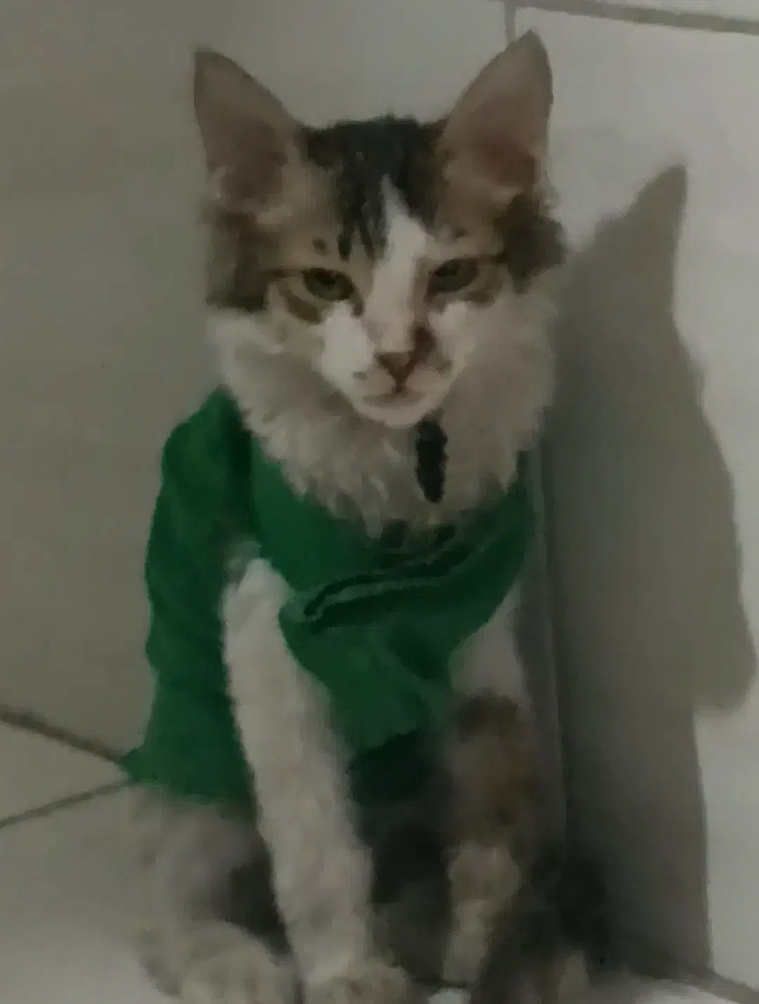 گم شده،لوسی ،|گربه|شاهینشهر, ۹ دی|دیوار