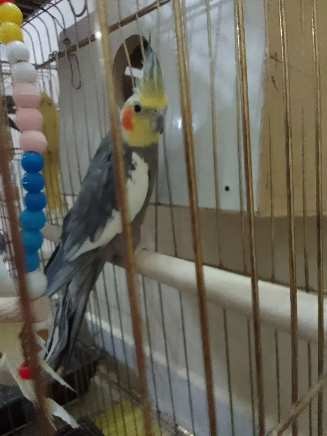 طوطی|پرنده|جلفا, |دیوار