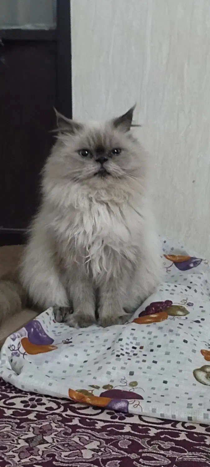 گربه پرشین اصلی|گربه|سبزوار, شرق کال شمالی|دیوار