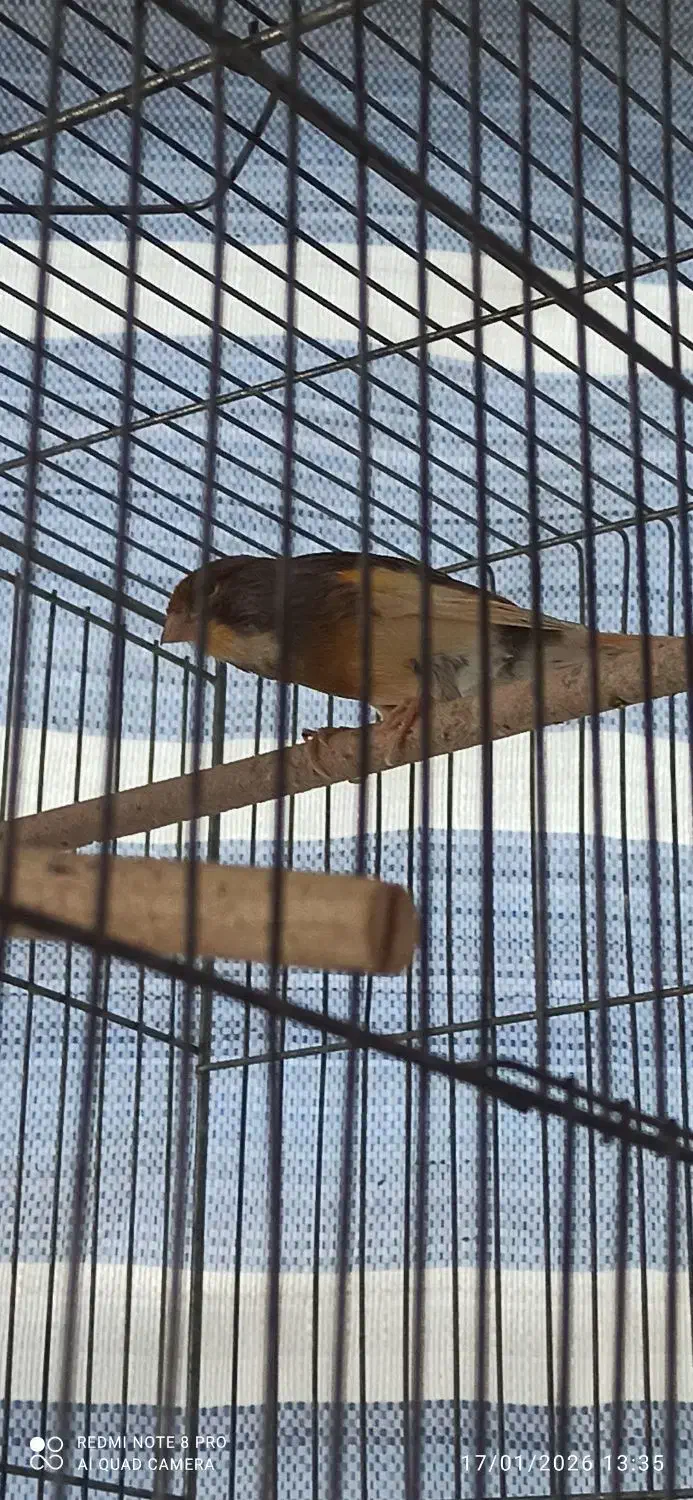 قناری نر|پرنده|شاهینشهر, شهرک گلدیس|دیوار