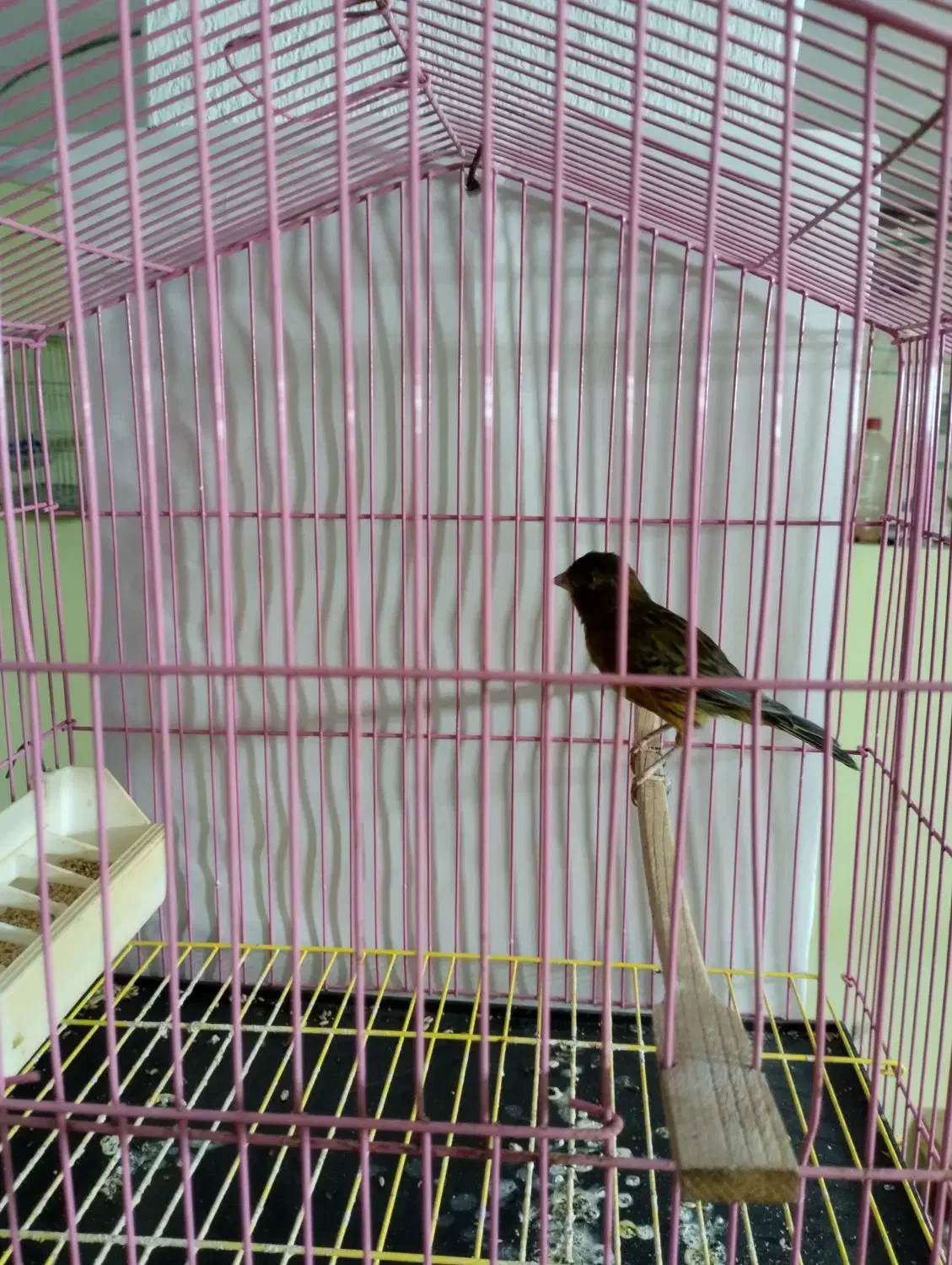 قناری سالم|پرنده|لنگرود, |دیوار