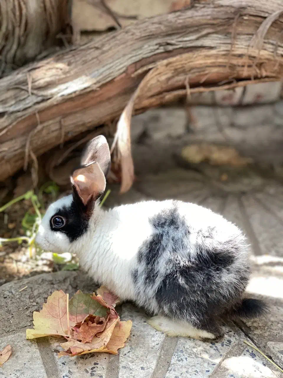 خرگوش نژاد داچ|موش و خرگوش|ارومیه, |دیوار