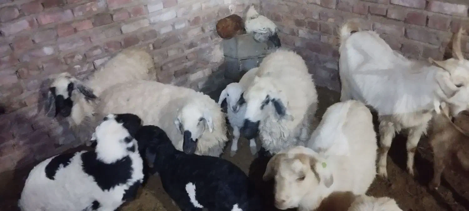 گوسفندمیش وبره|حیوانات مزرعه|چترود, |دیوار