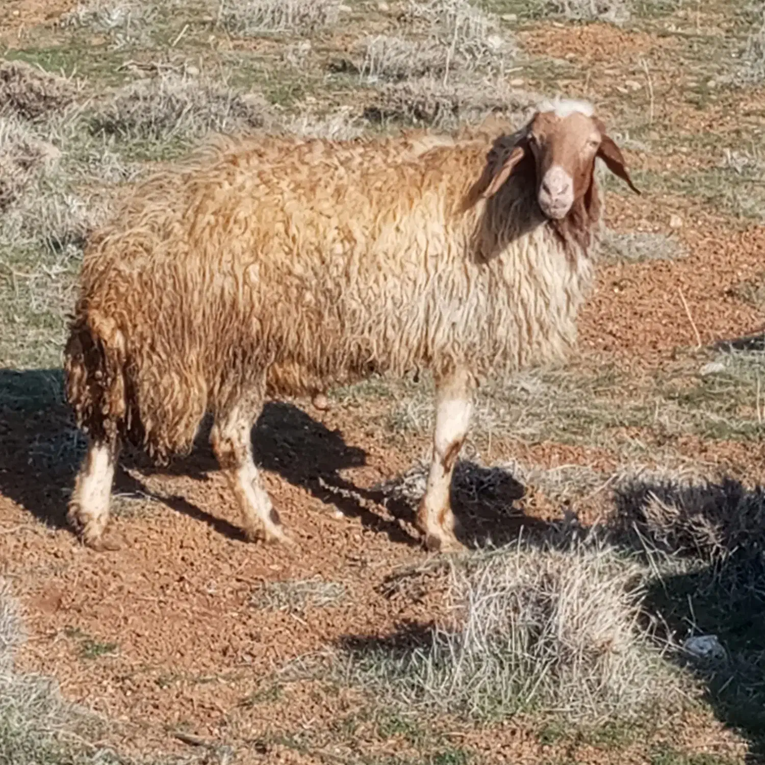 قوچ|حیوانات مزرعه|دیواندره, |دیوار